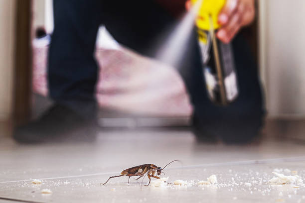 Best Pest Removal Services  in South Burlington, VT